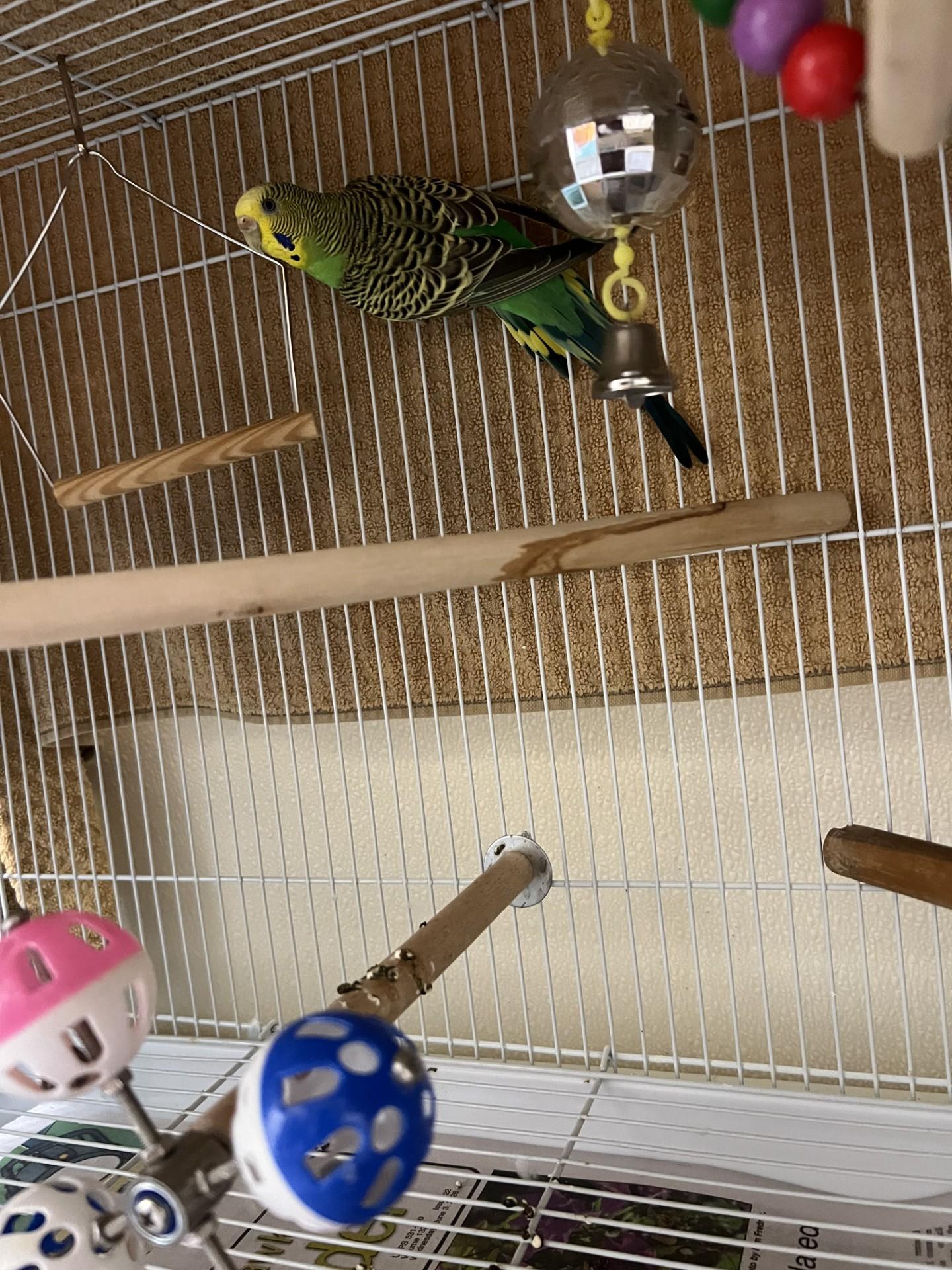 Bluebell, Lemon, and Bell Pepper, adopted, Adult Unknown Parakeet (Other).