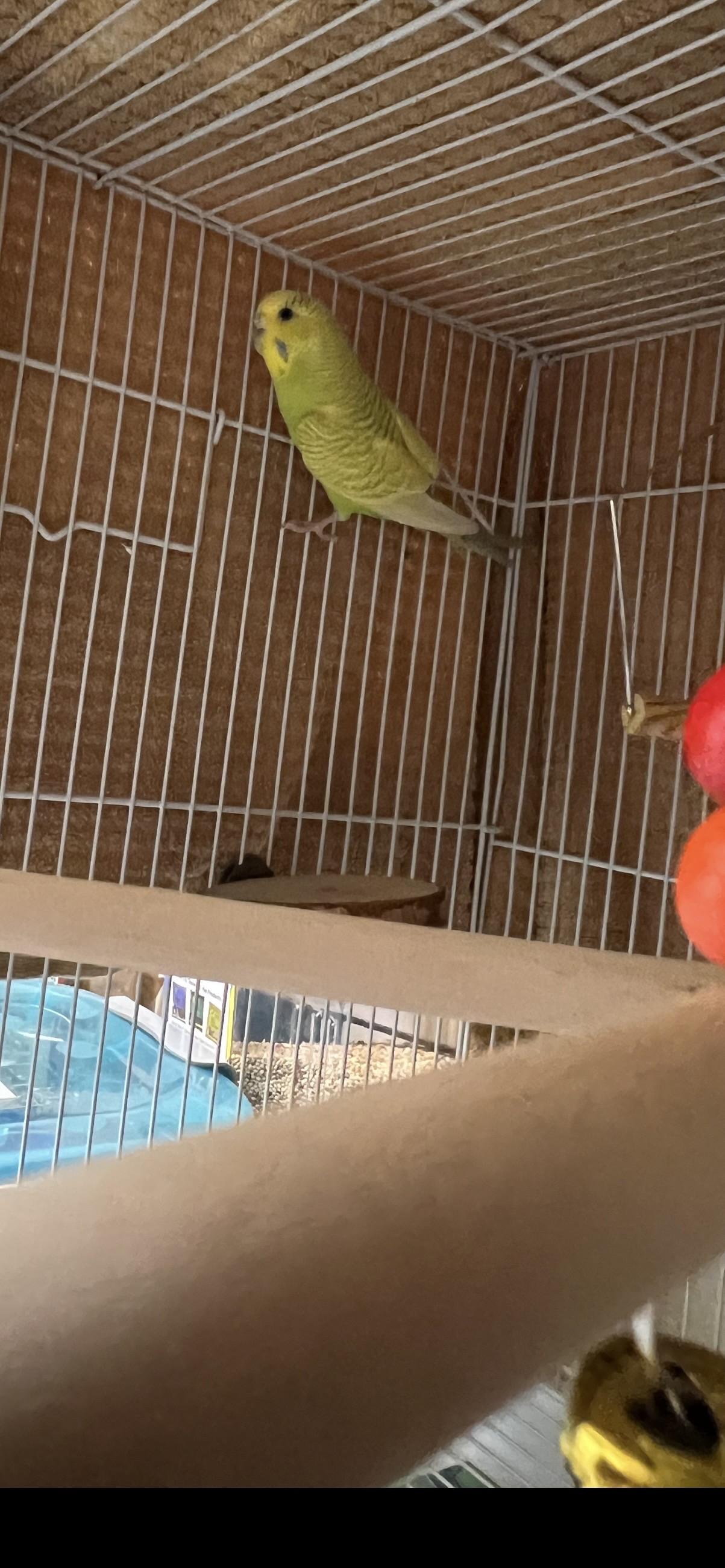 Bluebell, Lemon, and Bell Pepper, an adopted Parakeet (Other) in Upper Sandusky, OH image 3/3