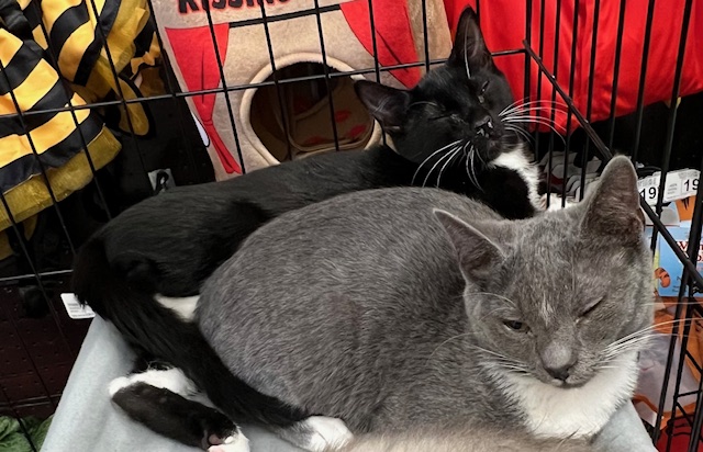 Enlarge Bluebell, a Adopted Domestic Short Hair in Kalama, WA image 2/4