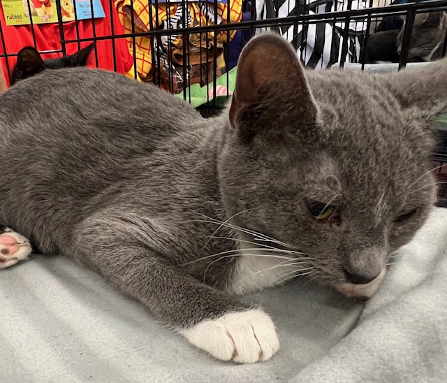 Enlarge Bluebell, a Adopted Domestic Short Hair in Kalama, WA image 3/4