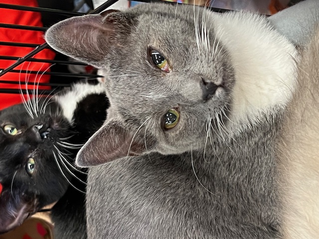 Enlarge Bluebell, a Adopted Domestic Short Hair in Kalama, WA image 1/4