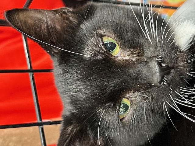 Enlarge Bluebell, a Adopted Domestic Short Hair in Kalama, WA image 4/4