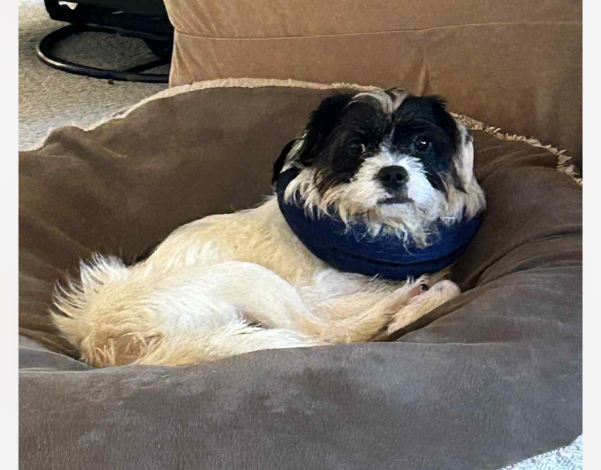 Enlarge Edith, a Adoptable mixed breed in Columbia, MD image 2/4