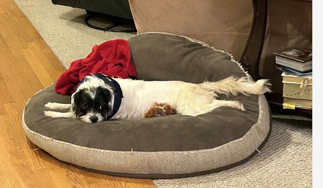 Enlarge Edith, a Adoptable mixed breed in Columbia, MD image 3/4