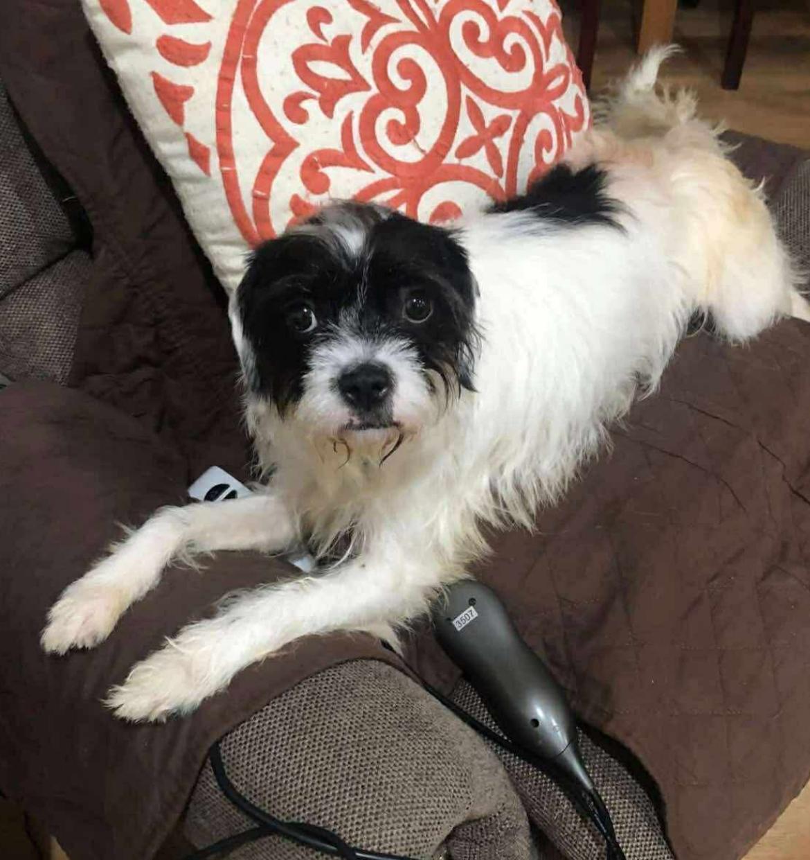 Enlarge Edith, a Adoptable mixed breed in Columbia, MD image 4/4