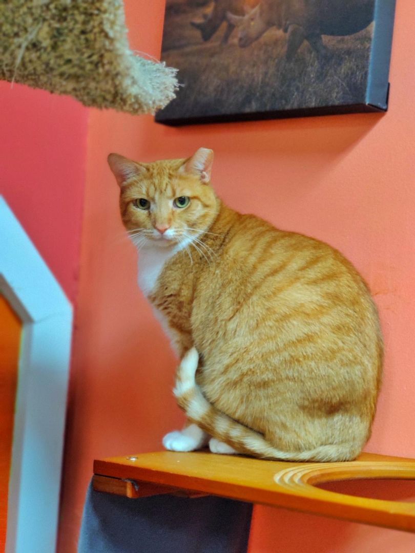 Garfield, Adoptable, Adult Male Domestic Short Hair.