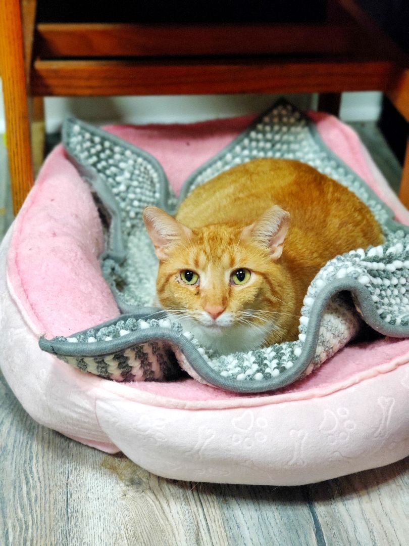 Enlarge Garfield, a Adoptable mixed breed in Chicago, IL image 2/8