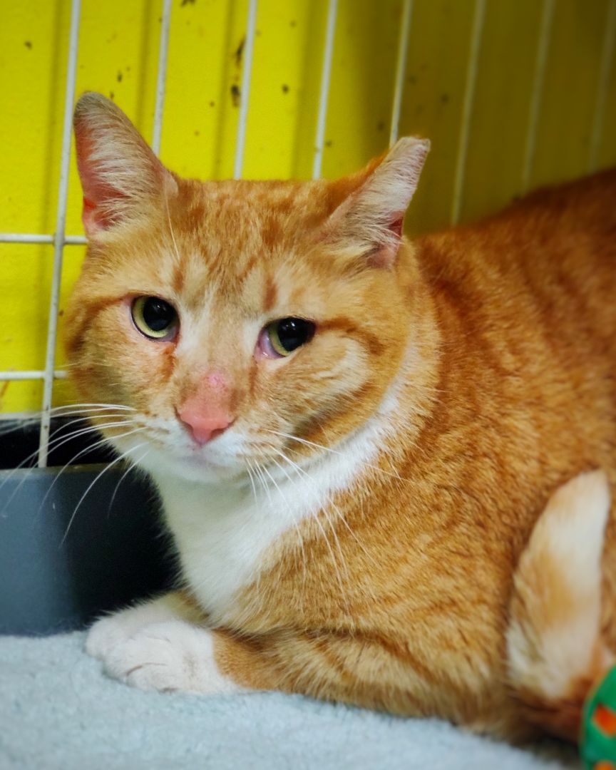 Enlarge Garfield, a Adoptable mixed breed in Chicago, IL image 3/8