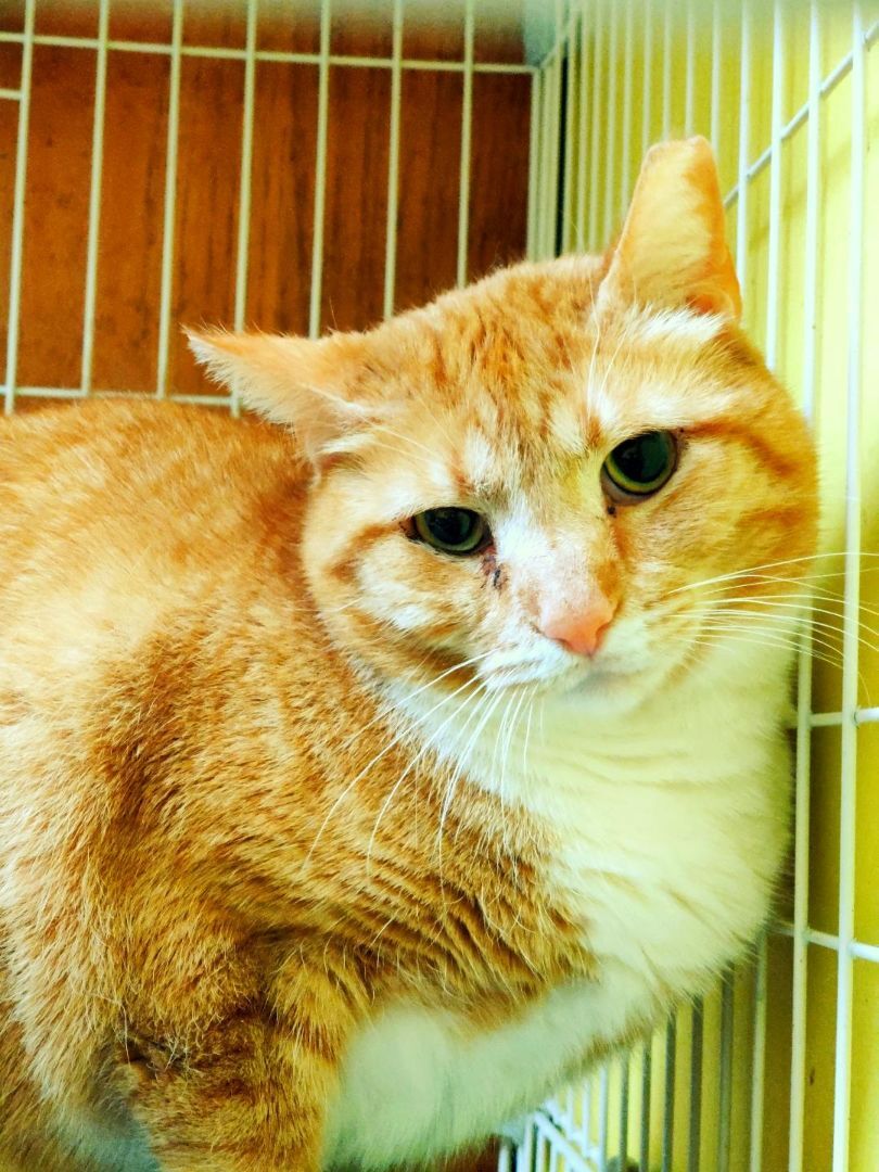 Enlarge Garfield, a Adoptable mixed breed in Chicago, IL image 4/8