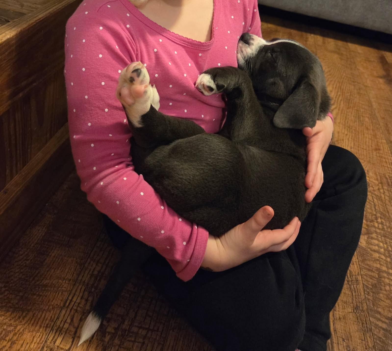 Enlarge Finn, a ADOPTABLE mixed breed in Collingswood, NJ image 2/2