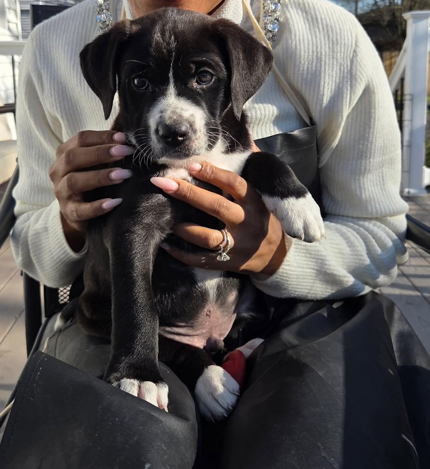Enlarge Finn, a ADOPTABLE mixed breed in Collingswood, NJ image 1/2