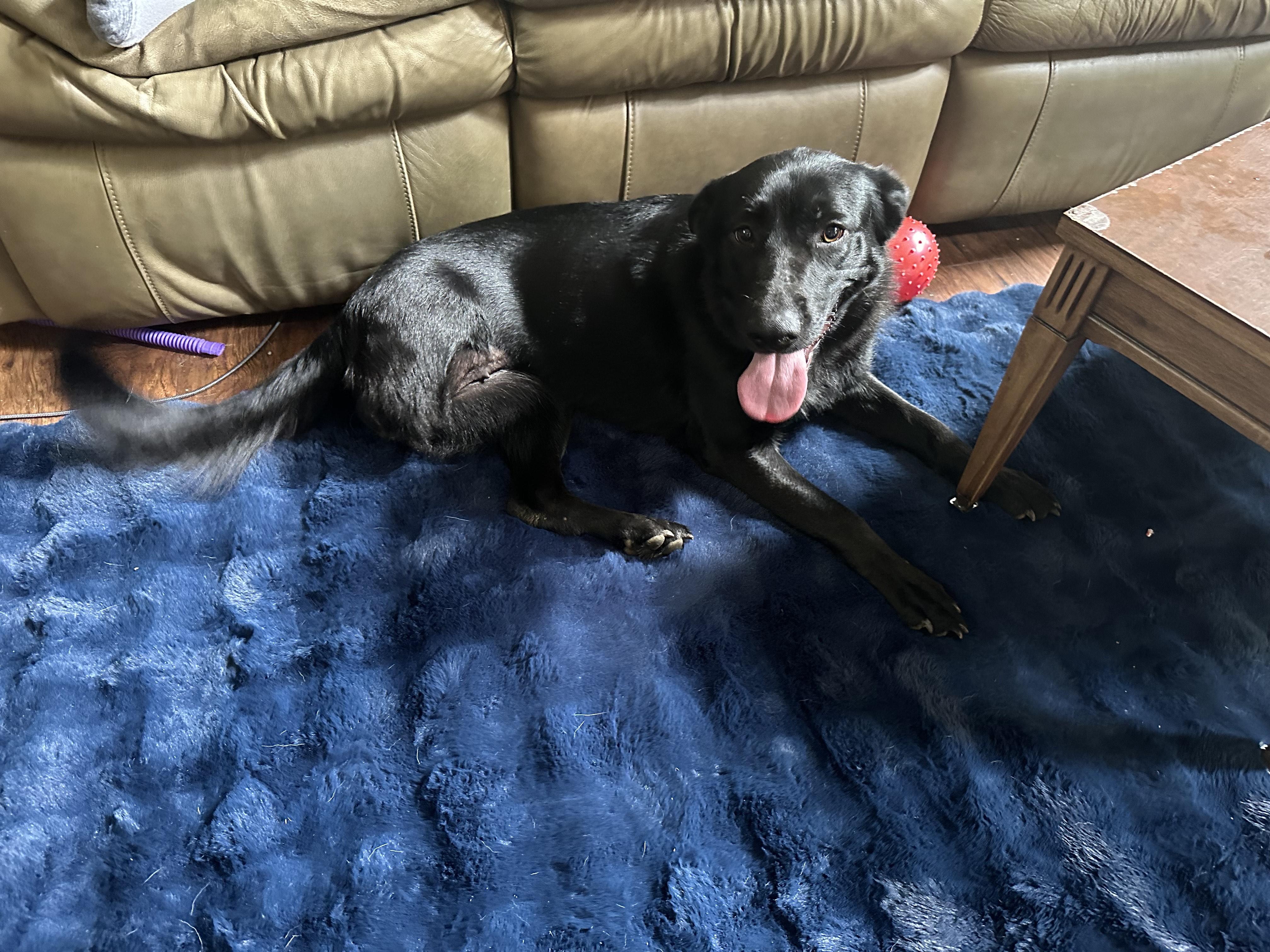 Enlarge Stormy 3 legged, an adopted Border Collie in Lexington, KY image 5/5