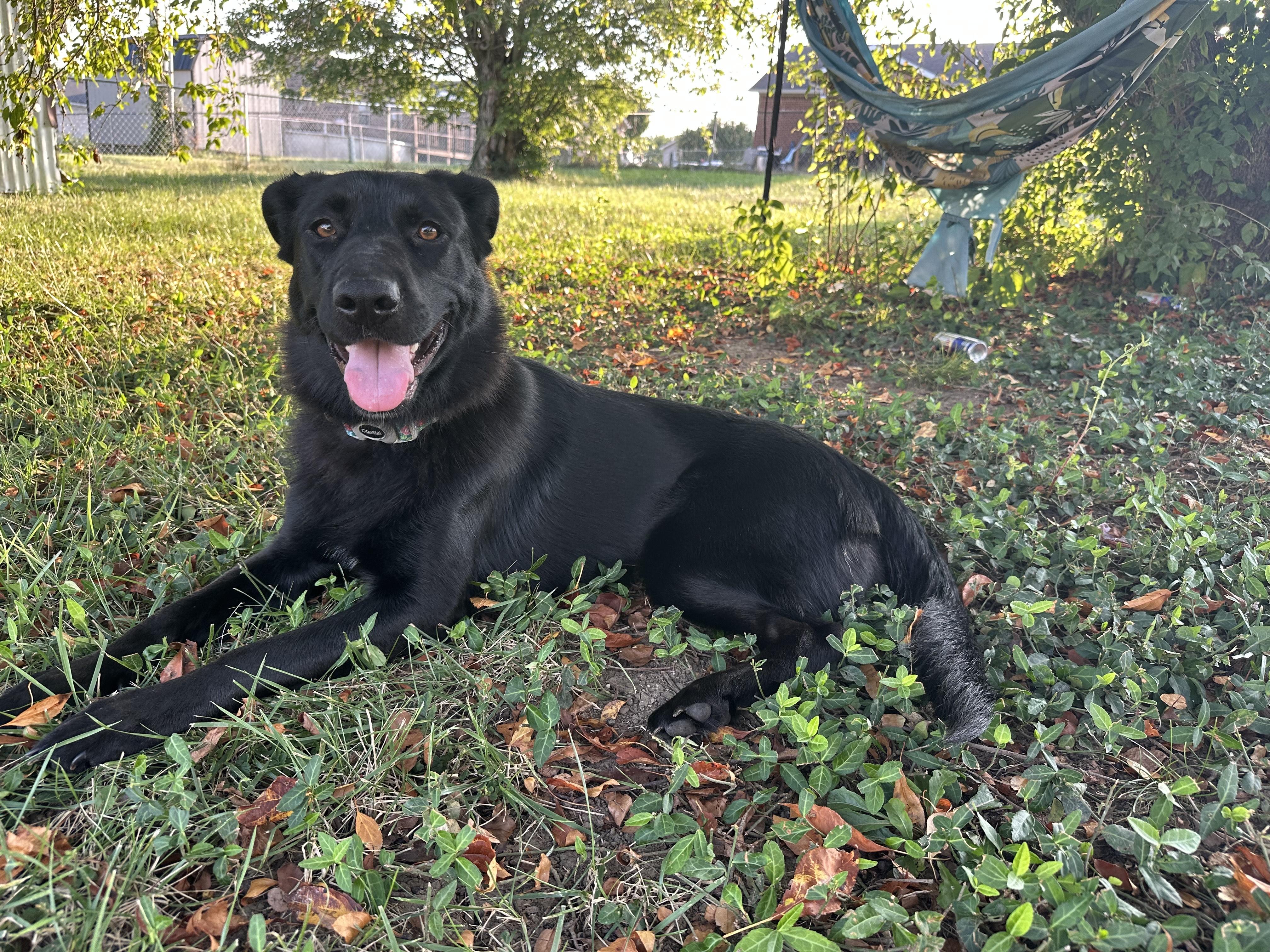 Stormy 3 legged, Adoptable, Young Female Border Collie.