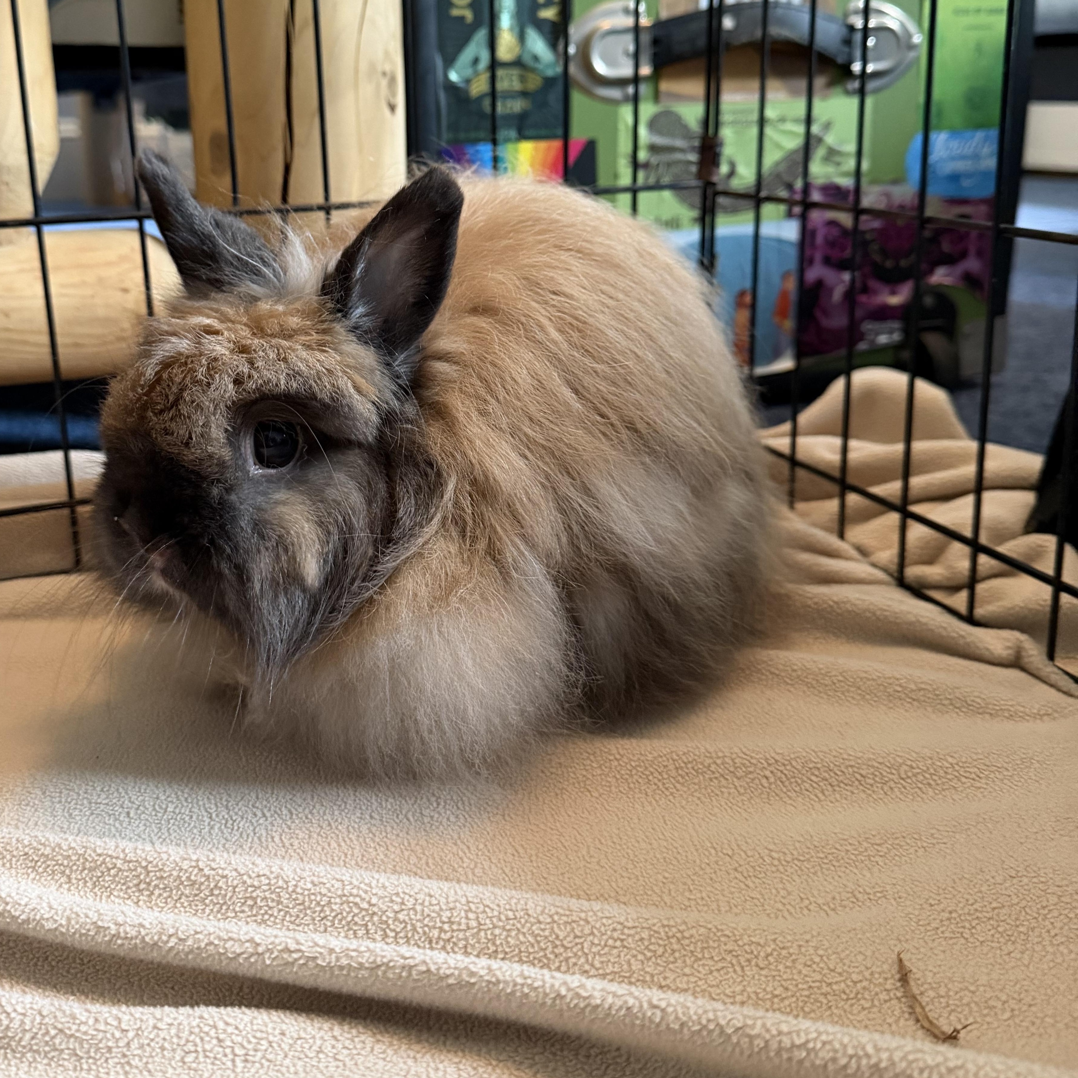 Enlarge Butterball, a Adoptable mixed breed in Philadelphia, PA image 1/3