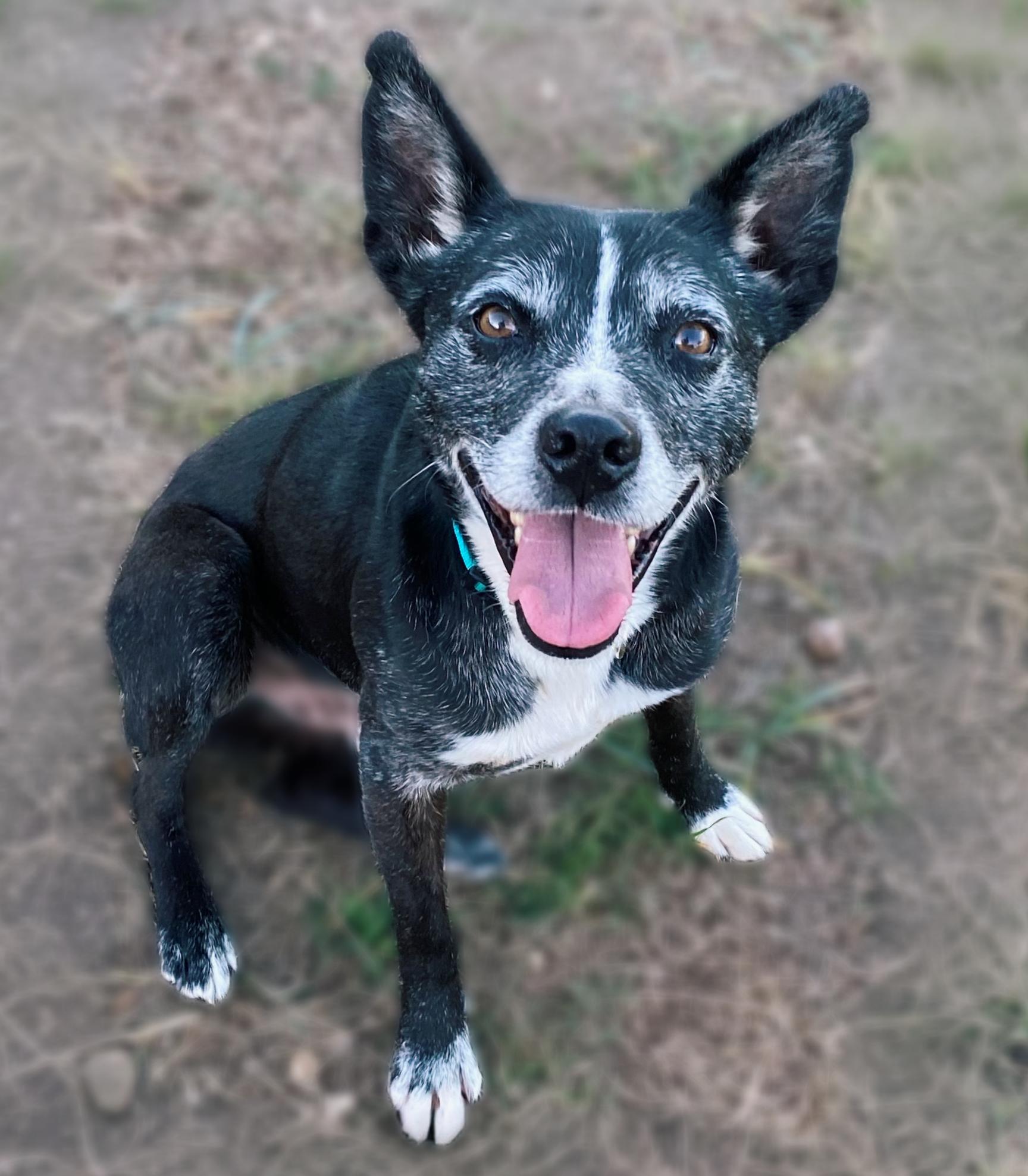 Lincoln Biscuit , Adoptable, Adult Male Schipperke & Cattle Dog.