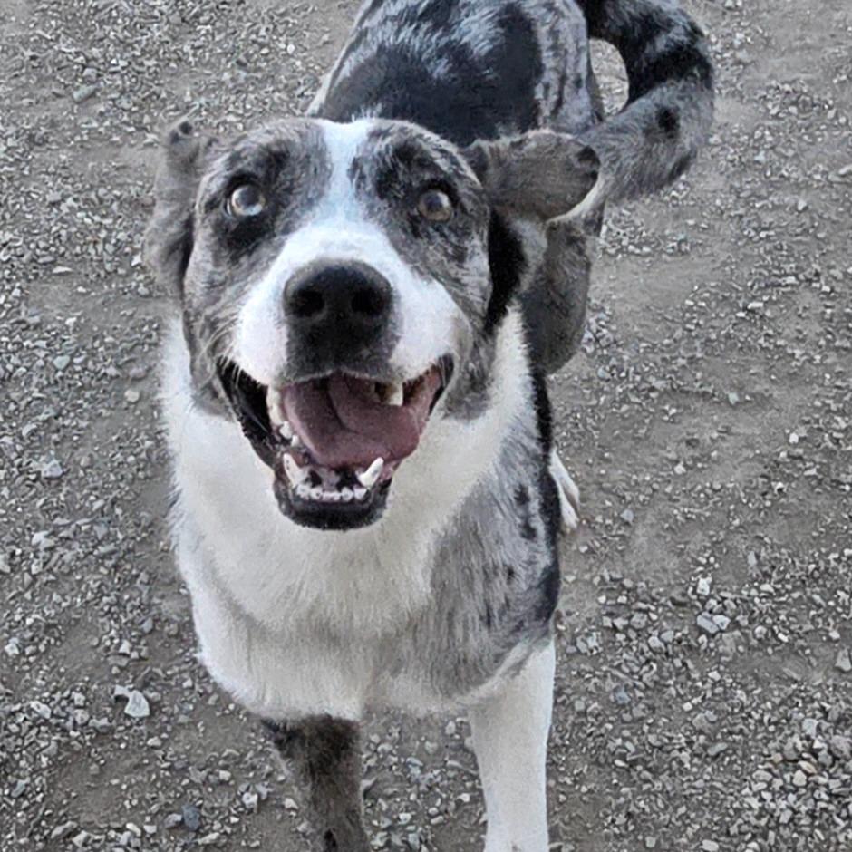 Jasper, Adoptable, Adult Male Australian Shepherd.