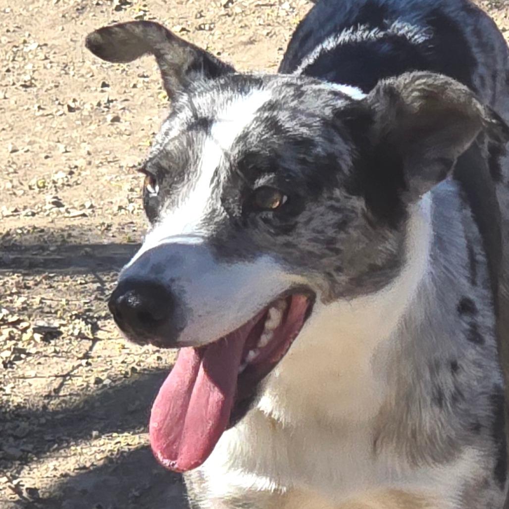 Enlarge Jasper, a Adoptable mixed breed in Wickenburg, AZ image 2/6