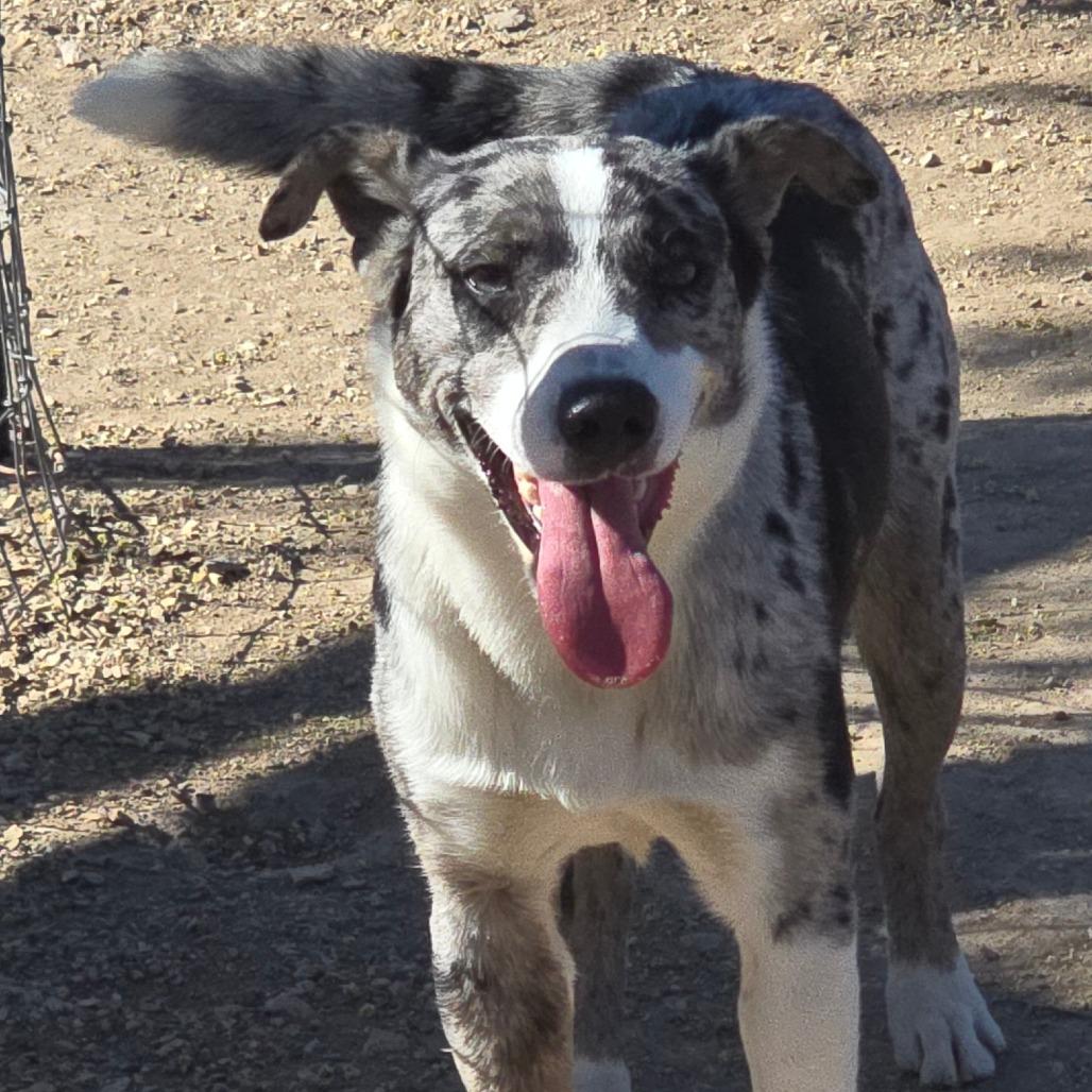 Enlarge Jasper, a Adoptable mixed breed in Wickenburg, AZ image 5/6