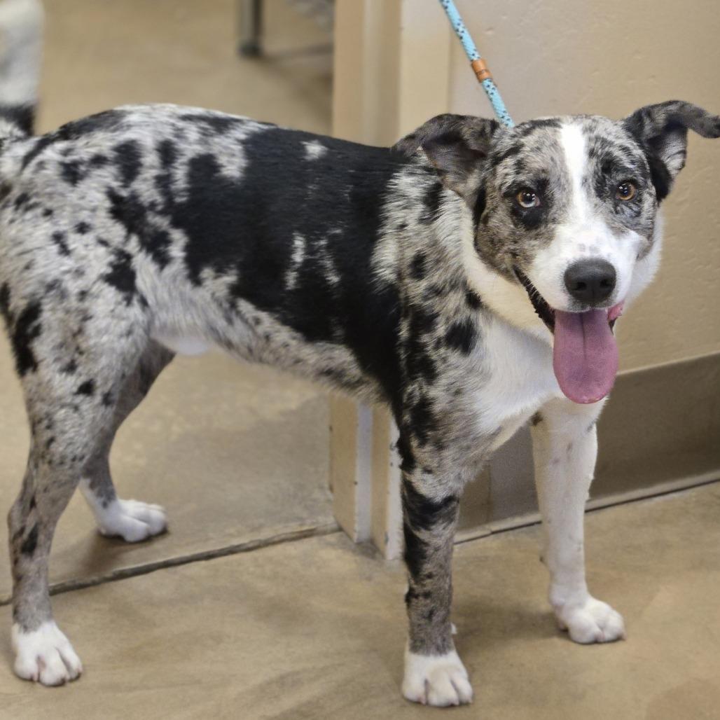 Enlarge Jasper, a Adoptable mixed breed in Wickenburg, AZ image 6/6