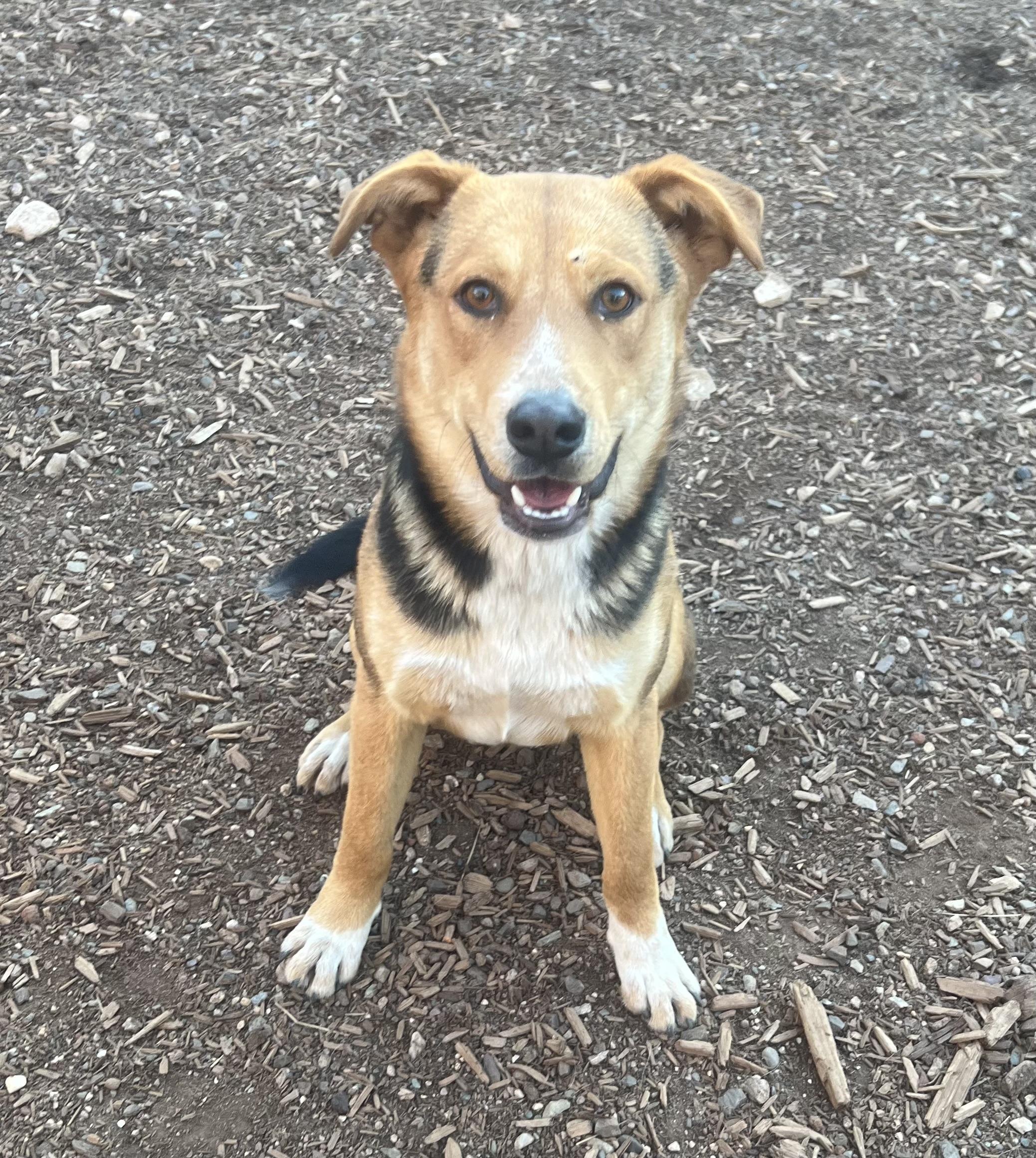 Rocky, ADOPTABLE, Young Male Shepherd & Cattle Dog.
