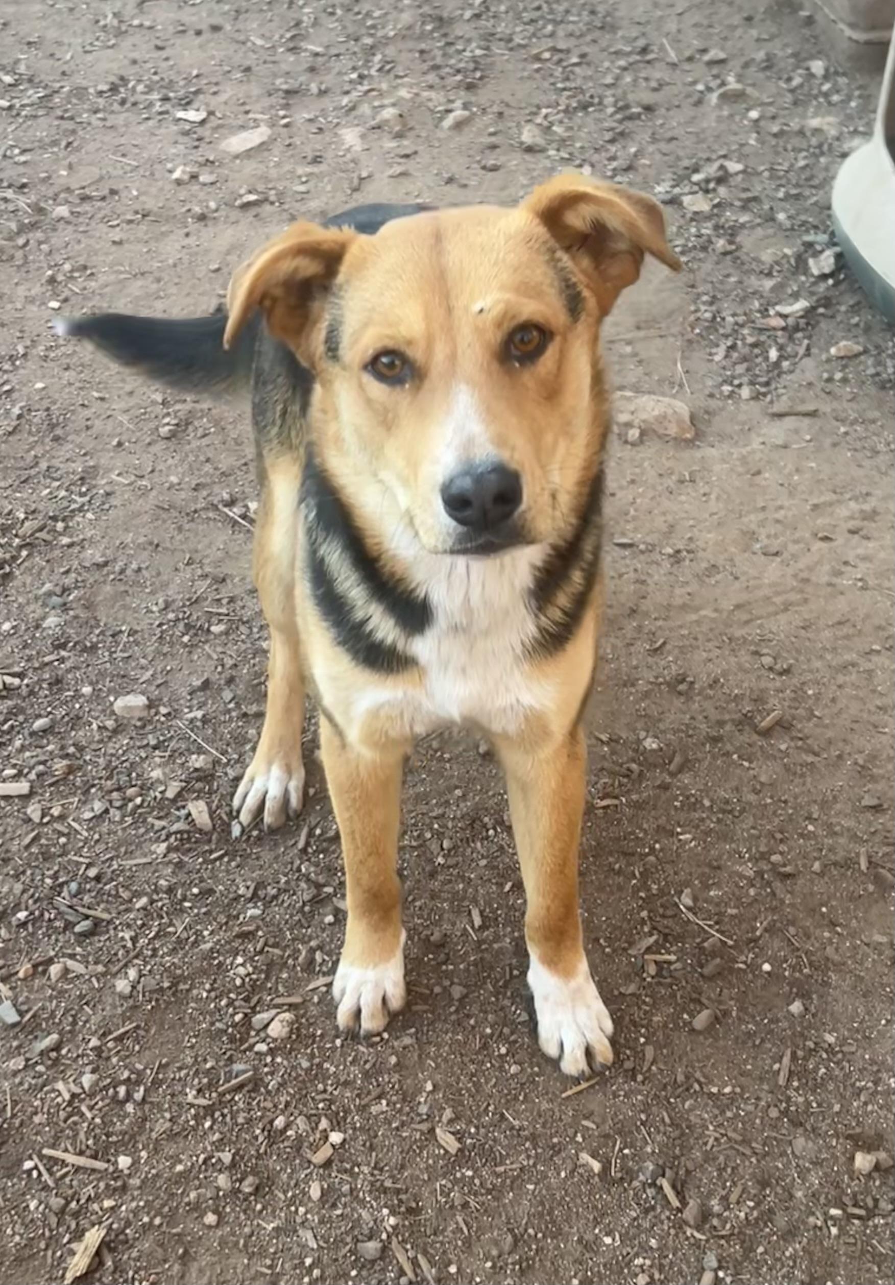 Enlarge Rocky, a ADOPTABLE mixed breed in Flagstaff, AZ image 2/2
