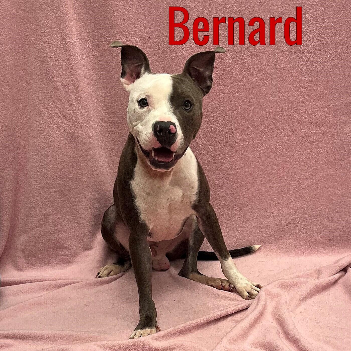 Bernard, Baby Male unknown