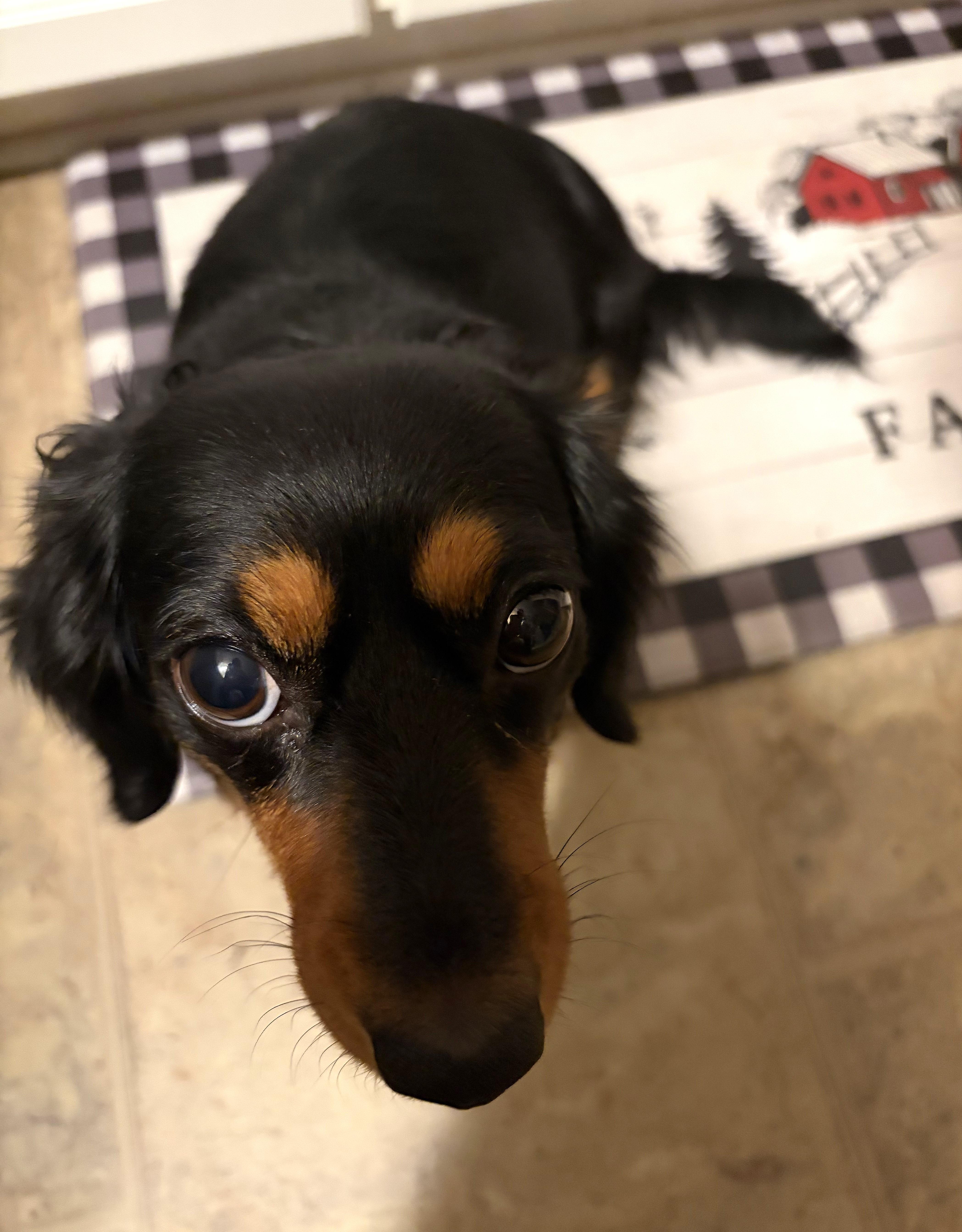 Enlarge Roxie in TN, a Adoptable Dachshund in Seymour, TN image 5/5