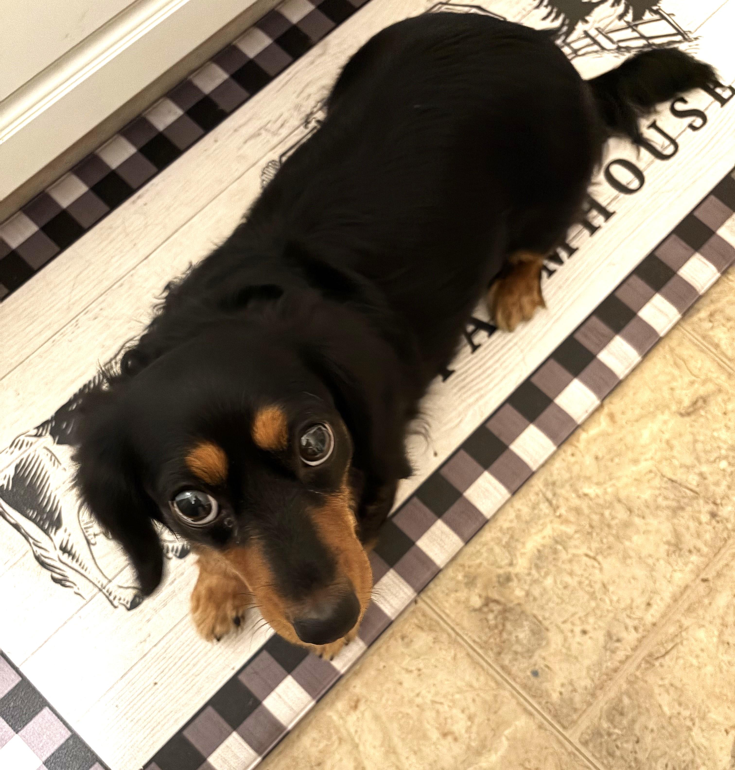 Enlarge Roxie in TN, a Adoptable Dachshund in Seymour, TN image 4/5