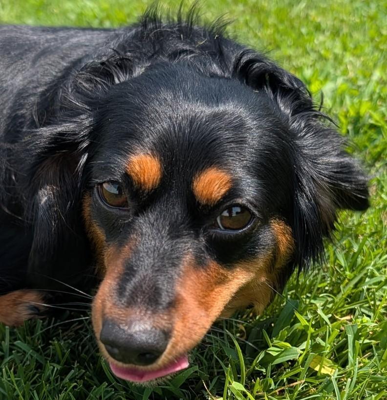 Enlarge Roxie in TN, a Adoptable Dachshund in Seymour, TN image 2/5