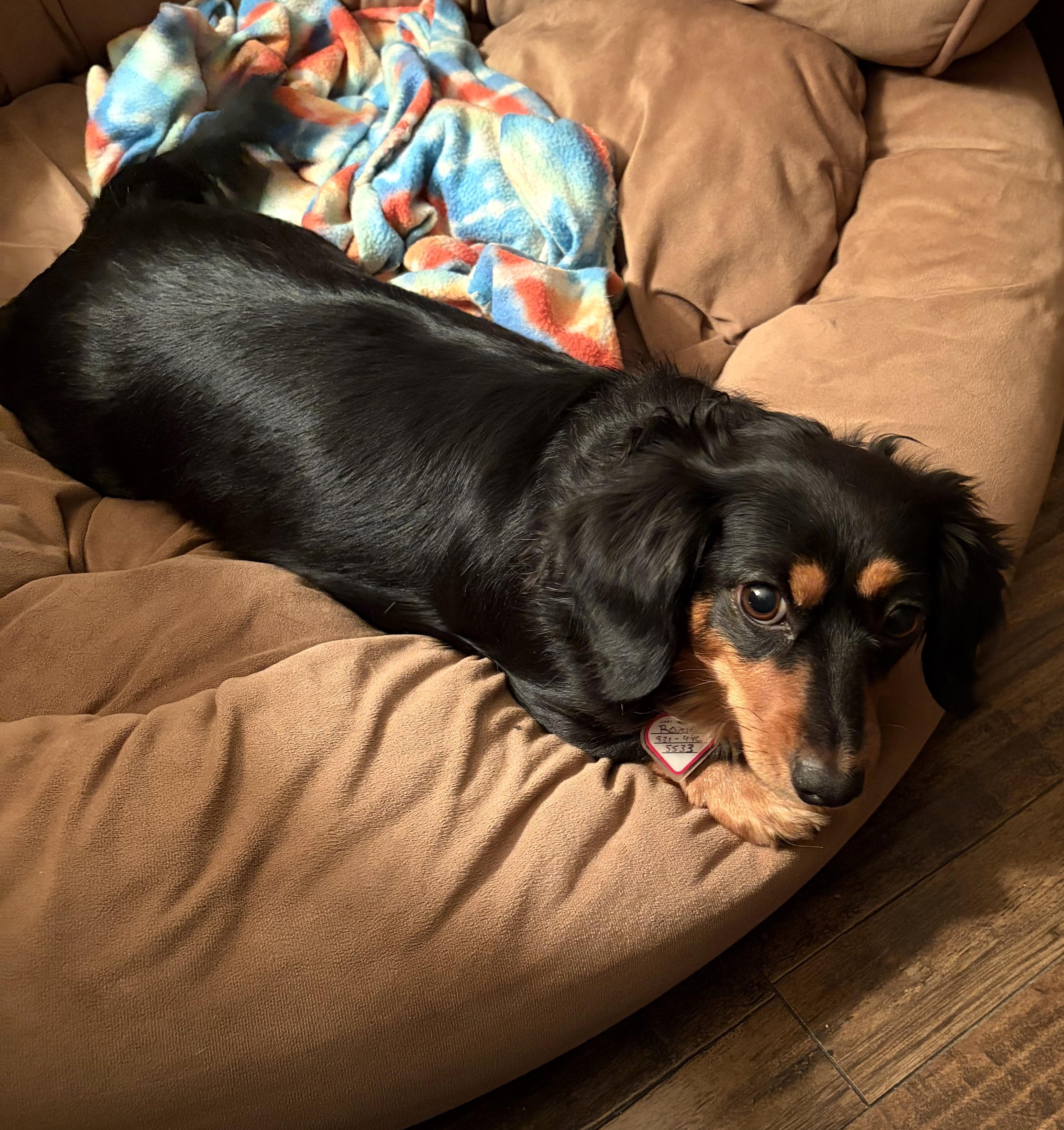 Roxie in TN, Adoptable, Young Female Dachshund.