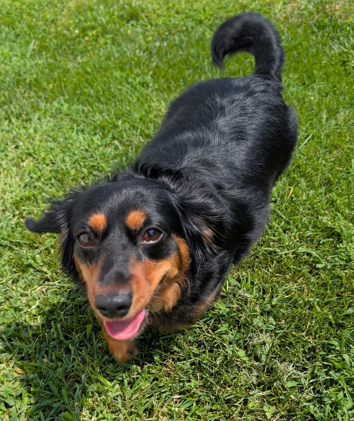 Enlarge Roxie in TN, a Adoptable Dachshund in Seymour, TN image 3/5