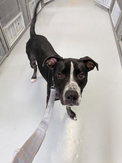 Dallas 49275, a Adoptable Mixed Breed in Oklahoma City, OK image 1/3