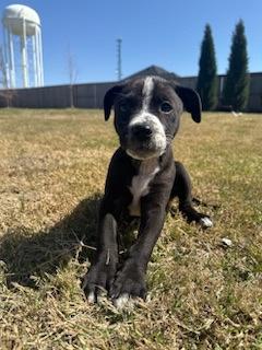 Dallas 49275, a Adoptable Mixed Breed in Oklahoma City, OK image 2/3
