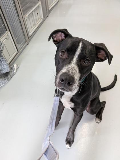 Dallas 49275, a Adoptable Mixed Breed in Oklahoma City, OK image 3/3