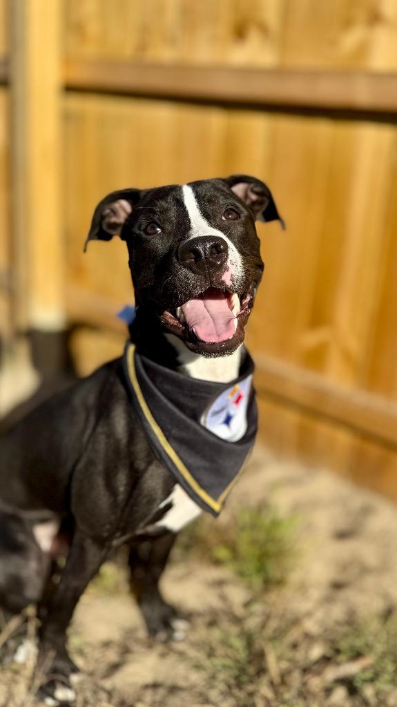 Enlarge Wally, a Adoptable Mixed Breed in Muskegon, MI image 1/6