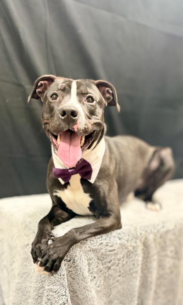 Enlarge Wally, a Adoptable Mixed Breed in Muskegon, MI image 1/6