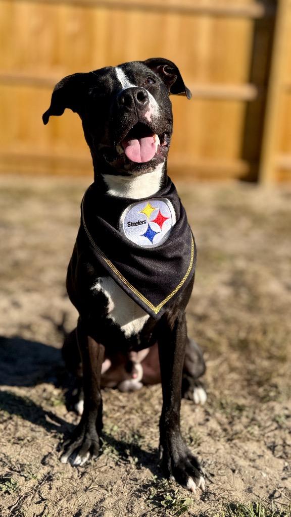 Enlarge Wally, a Adoptable Mixed Breed in Muskegon, MI image 2/6