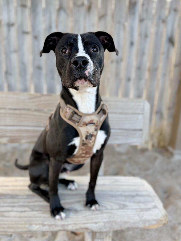 Enlarge Wally, a Adoptable Mixed Breed in Muskegon, MI image 3/6