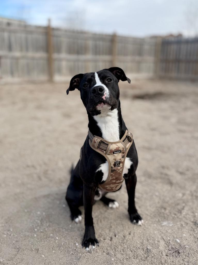 Enlarge Wally, a Adoptable Mixed Breed in Muskegon, MI image 4/6