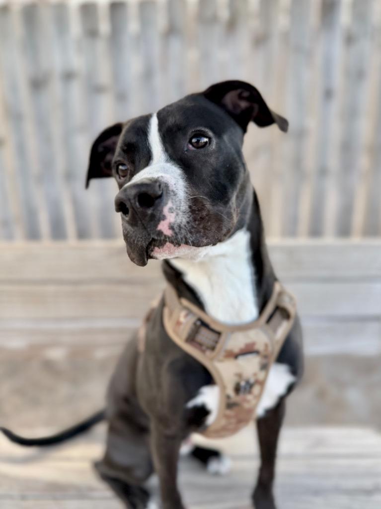 Enlarge Wally, a Adoptable Mixed Breed in Muskegon, MI image 5/6