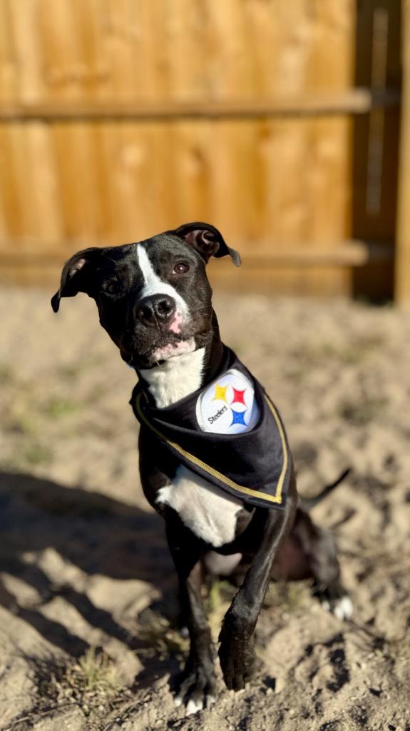 Enlarge Wally, a Adoptable Mixed Breed in Muskegon, MI image 6/6