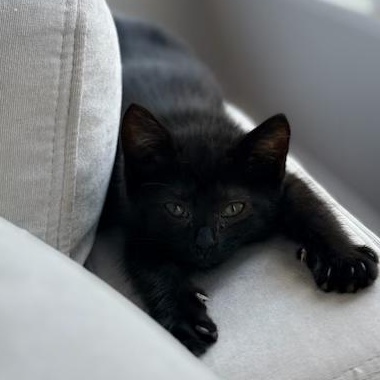 Cora - 3 Months - Gentle, Sweet, and Quiet, a ADOPTABLE American Shorthair in Bristow, VA image 2/5
