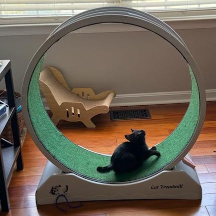 Cora - 3 Months - Gentle, Sweet, and Quiet, a ADOPTABLE American Shorthair in Bristow, VA image 5/5