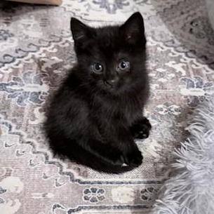 Cora - 3 Months - Gentle, Sweet, and Quiet, a ADOPTABLE American Shorthair in Bristow, VA image 1/5
