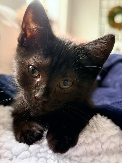 Cora - 3 Months - Gentle, Sweet, and Quiet, a ADOPTABLE American Shorthair in Bristow, VA image 4/5