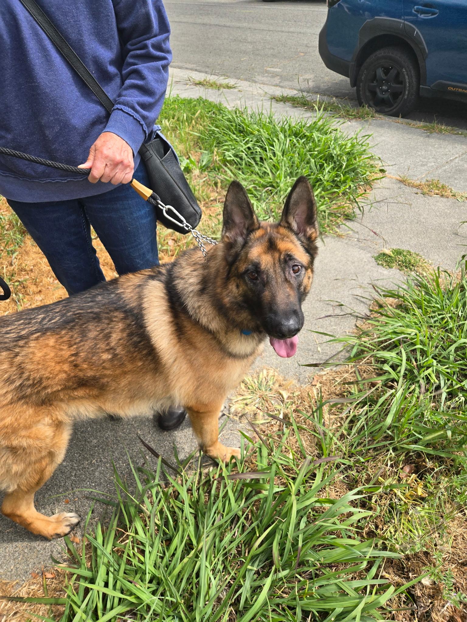 Flapjack, a Adoptable German Shepherd Dog in Kensington, CA image 1/2