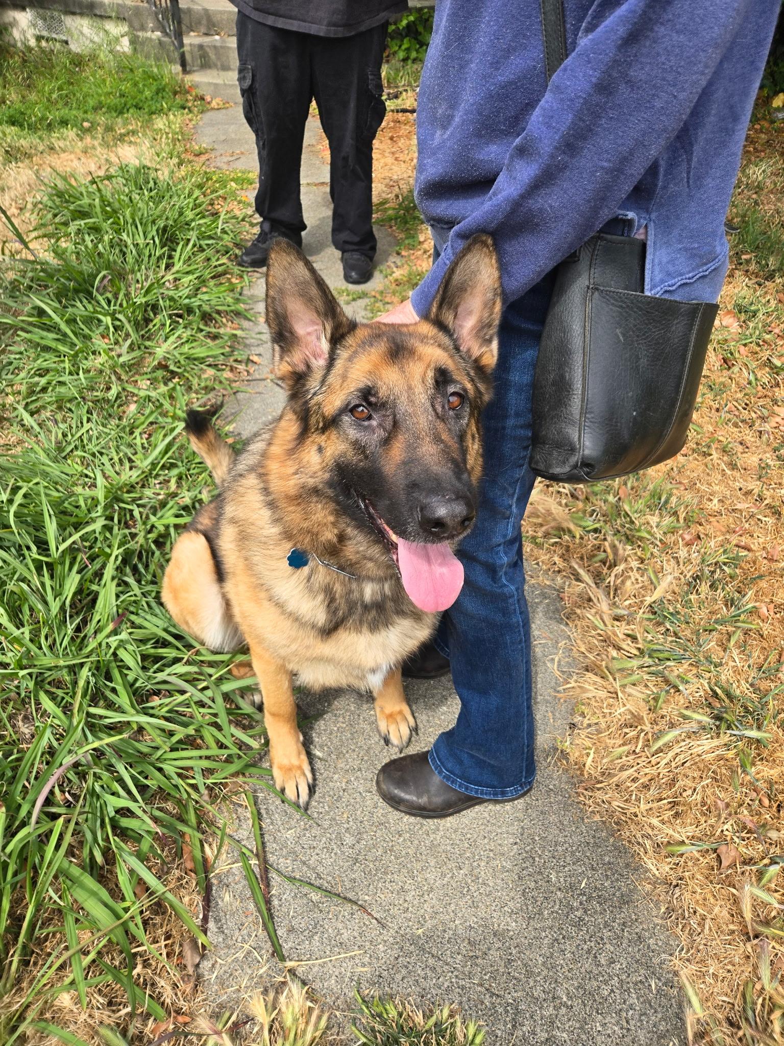 Flapjack, a Adoptable German Shepherd Dog in Kensington, CA image 2/2