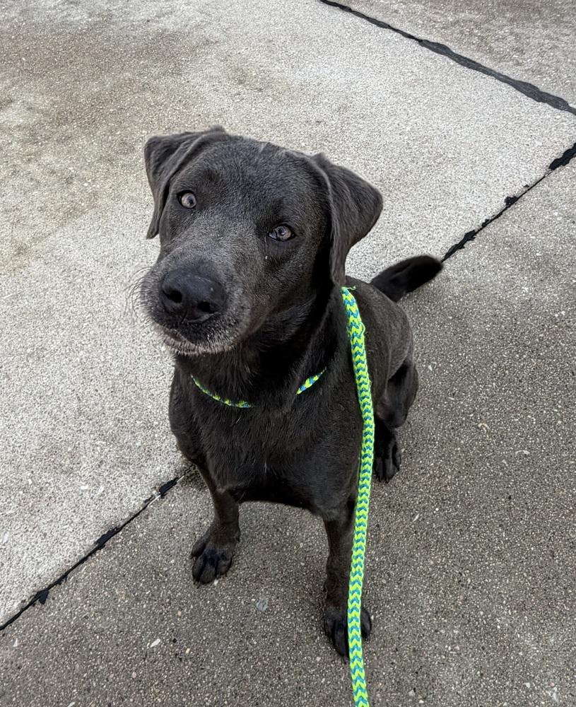 Bennet, Adopted, Adult Male Labrador Retriever.
