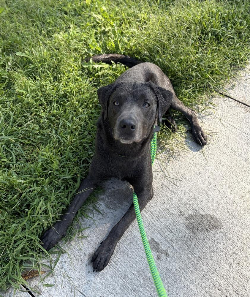 Enlarge Bennet, a Adopted mixed breed in Fremont, NE image 2/3