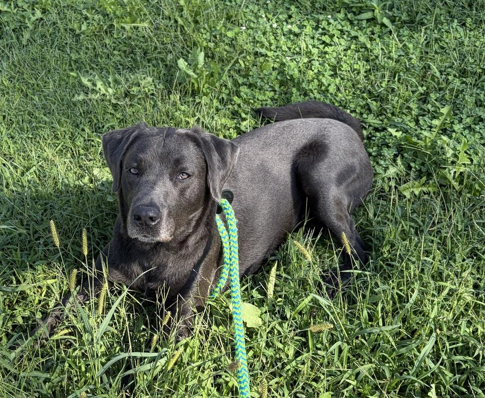 Enlarge Bennet, a Adopted mixed breed in Fremont, NE image 3/3